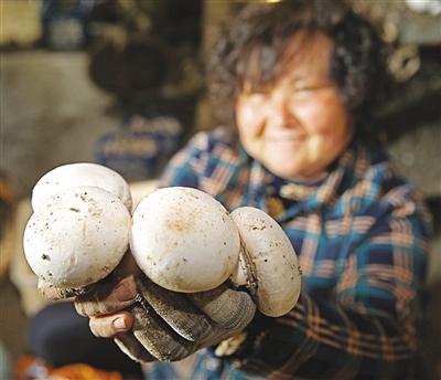 双孢菇撑开致富伞